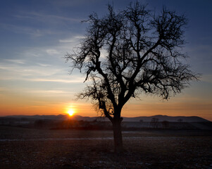 Fototapeta na wymiar Single tree at sunset, Pfalz, Germany