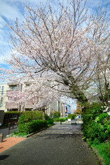 桜の花