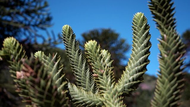 rack focus of the detail of Araucaria tree branch, also evergreen coniferous tree or monkey tail tree, with thick sharp needles, close to Lanin volcano in the border region between Argentina and Chile