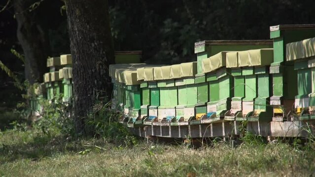 Row Of Beehives Next To Forest