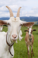 A white goat looking into the camera. A herd of goats in the background.