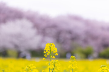 権現堂堤の菜の花と桜並木