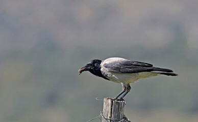 Hooded Crow (Corvus cornix), Greece