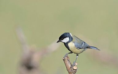 Great Tit