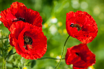 Beautiful red poppies on a meadow, on a green background
