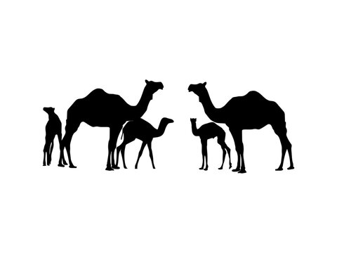 camel in desert. camel vector design and illustration. camel vector art, icons, and vector images. camel isolated white background.