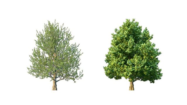 Growing trees isolated with alpha.3D animation growth grow from small to large, Montpellier Maple trees animate in the wind include alpha channel tree. Tree isolated Separated with alpha channel.