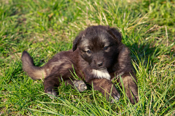 Puppy breed Alabai