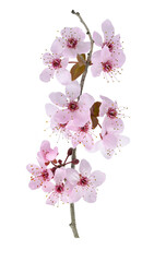 white peach blossom isolated in spring soft lights