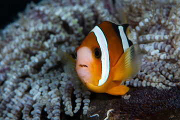 Fototapeta na wymiar Clownfish - Klark’s Anemonefish -Amphiprion clarkii, taking care of eggs. Underwater world of Tulamben, Bali, Indonesia.