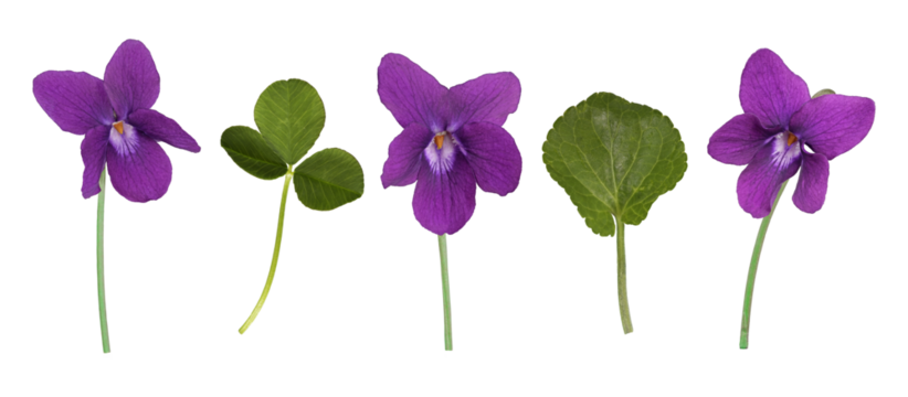 colored violet isolated in spring