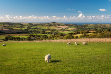 View from Dorchester Road, looking towards Litton Cheney, Dorchester, Dorset, England - obrazy, fototapety, plakaty