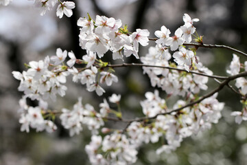 Flower branch with many white cherry blossoms blooming against the blue sky.