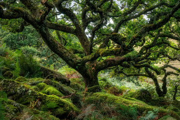 Obraz premium Wistman's Wood, Dartmoor, Devon, England