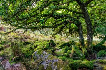 Wistman's Wood, Dartmoor, Devon, England