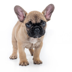 4-month-old purebred French bulldog brown puppy head portrait Studio shot. French bulldog standing isolated over white studio background