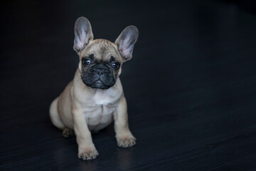Funny portrait of cute puppy dog French bulldog purebred on floor indoors. New lovely 4-month-old member of family little dog at home. Black background.