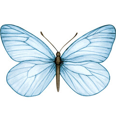 Fototapeta na wymiar Watercolor hand drawn butterfly