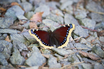 Motyl