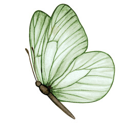 Watercolor hand drawn butterfly