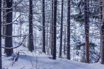 Trees of the mountain forest.