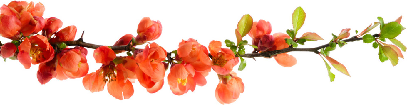 Branch of blossom Chaenomeles japonica bush. Blossoming apple quince twig on white background.