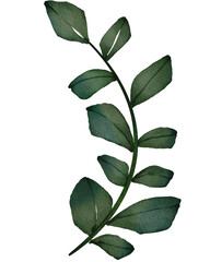Obraz premium eucalyptus branch watercolor png