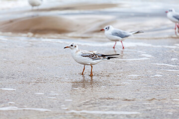 Seagull in the natural environment on the Baltic Sea.