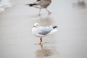 Seagull in the natural environment on the Baltic Sea.