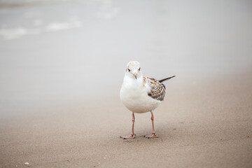 Seagull in the natural environment on the Baltic Sea.