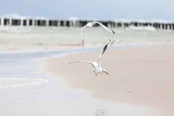 Seagull in the natural environment on the Baltic Sea.