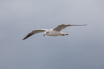 Fototapeta na wymiar Seagull in the natural environment on the Baltic Sea.