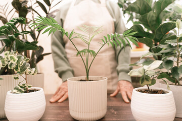 Home gardening, hobby, freelancing, cozy workplace. Grandmother gardener housewife in an apron holds a pot of Chamaedorea elegans in her hands