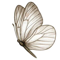 Watercolor hand drawn butterfly