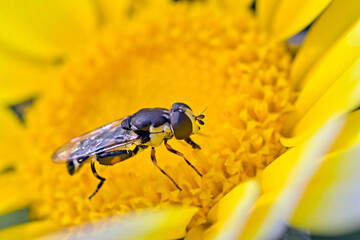 Syritta pipiens, sometimes called the thick-legged hoverfly, is one of the most common species in the insect family Syrphidae, Crete