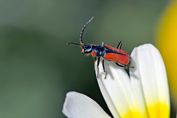 Malachius stolatus, a soft-winged flower beetles belonging to the family Melyridae subfamily Malachiinae, Crete