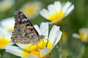 Painted Lady (Vanessa cardui), Greece