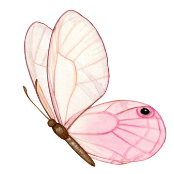 Watercolor hand drawn butterfly