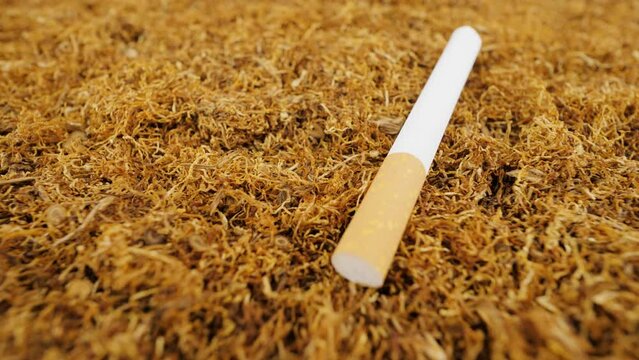Tobacco and filter cigarette, close-up. Chopped leaves of authentic smoking tobacco
