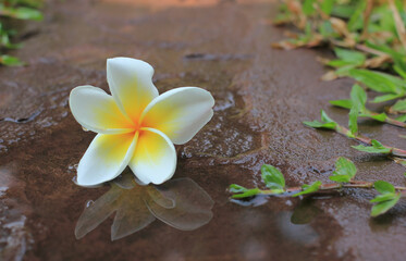 Frangipani flower on the floor in the puddle.