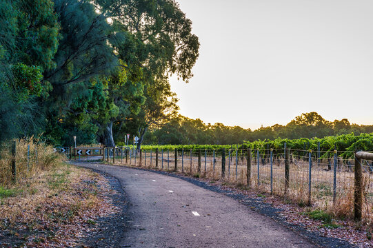 The Shiraz Bicycle Trail, McLaren Vale