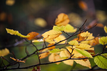 Colorful leaves in forest. Colorful leaves in autumn.