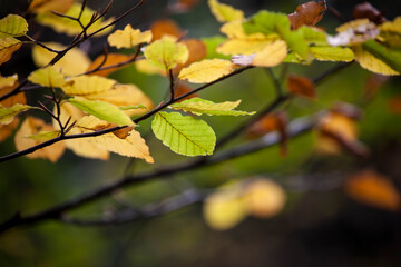 Colorful leaves in forest. Colorful leaves in autumn.