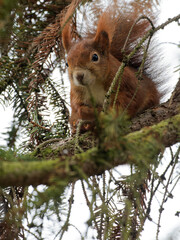 Eurasisches Eichhörnchen, Eichhörnchen, Eichkater, Sciurus vulgaris