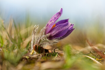 Kuhschelle, Küchenschelle, Pulsatilla vulgaris