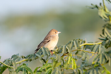 Female Black-headed bunting or Emberiza melanocephala observed near Nalsarovar