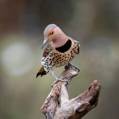 colorful northern flicker on perch