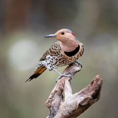 colorful northern flicker on perch
