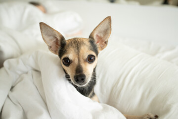 small dog in bed, pet comfort, cute dog lies in bed on a pillow under a blanket