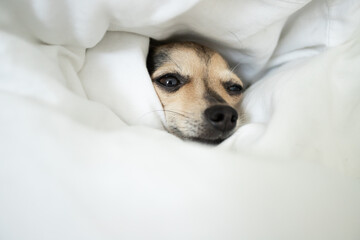 dog sleep, little cute pet lies in bed under a blanket, pet comfort, comfortable sleep and rest